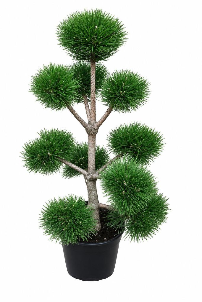 Gartenbonsai Pinus sylvestris 140–150 cm – Kiefer Bonsai Produktbild 