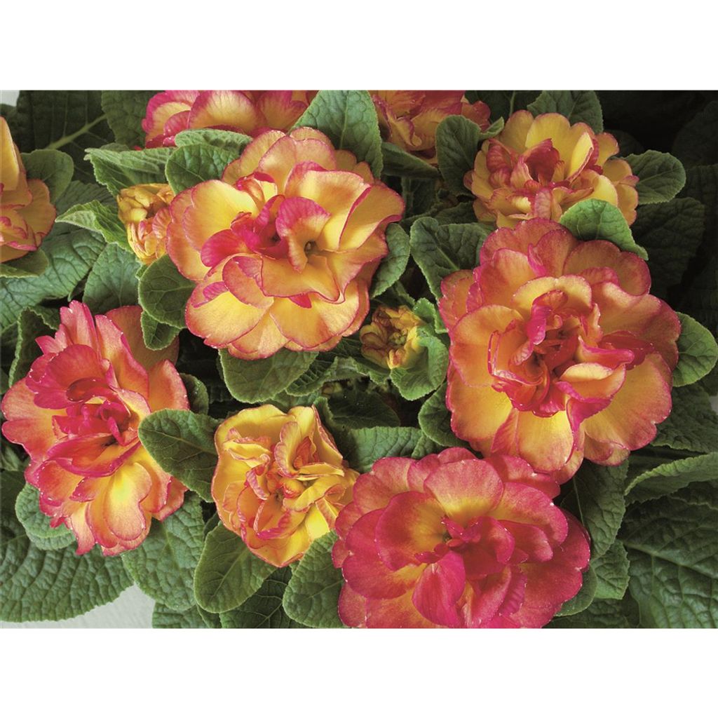 Rosenprimel BELARINA 'Nectarine' Primula Kaufland.de
