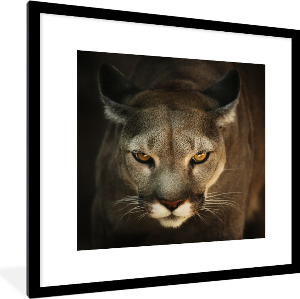 MuchoWow MuchoWow Gerahmtes Poster Nahaufnahme Puma 40x40 cm - Poster mit zchwarzem Bilderrahmen - Poster - Plakat im Rahmen