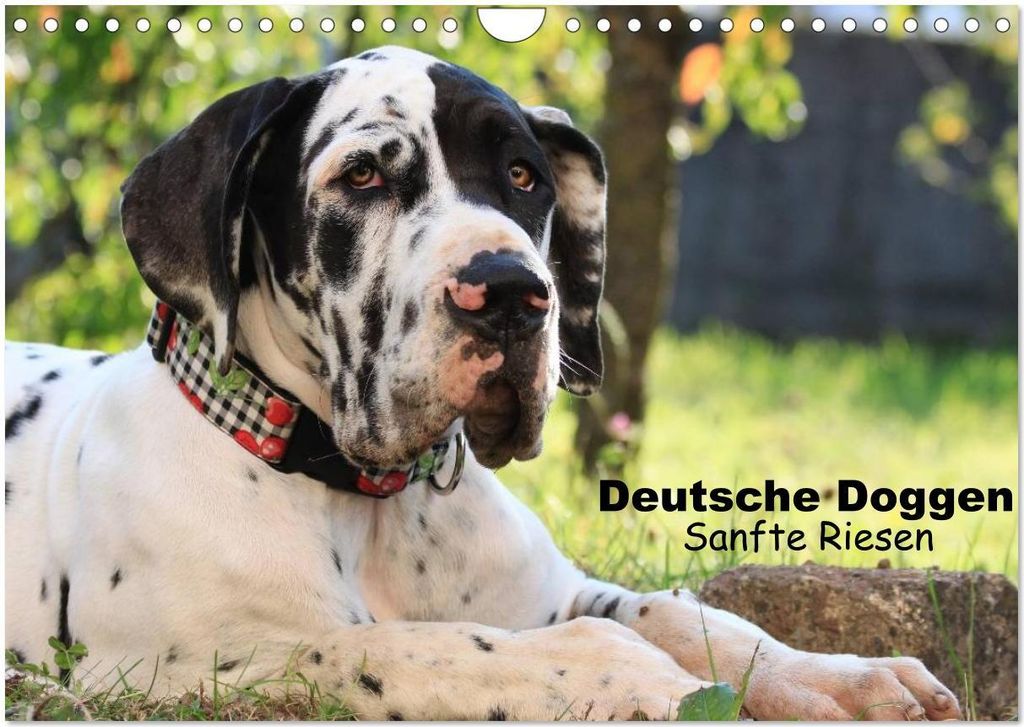 Deutsche Doggen - Sanfte Riesen (Wandkalender 2026 DIN A4 quer), CALVENDO Monatskalender