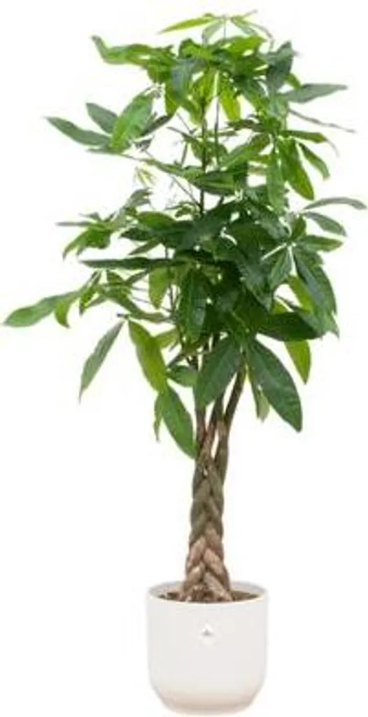 Pachira Aquatica 150 cm plante d'intérieur facile pot blanc Vibes