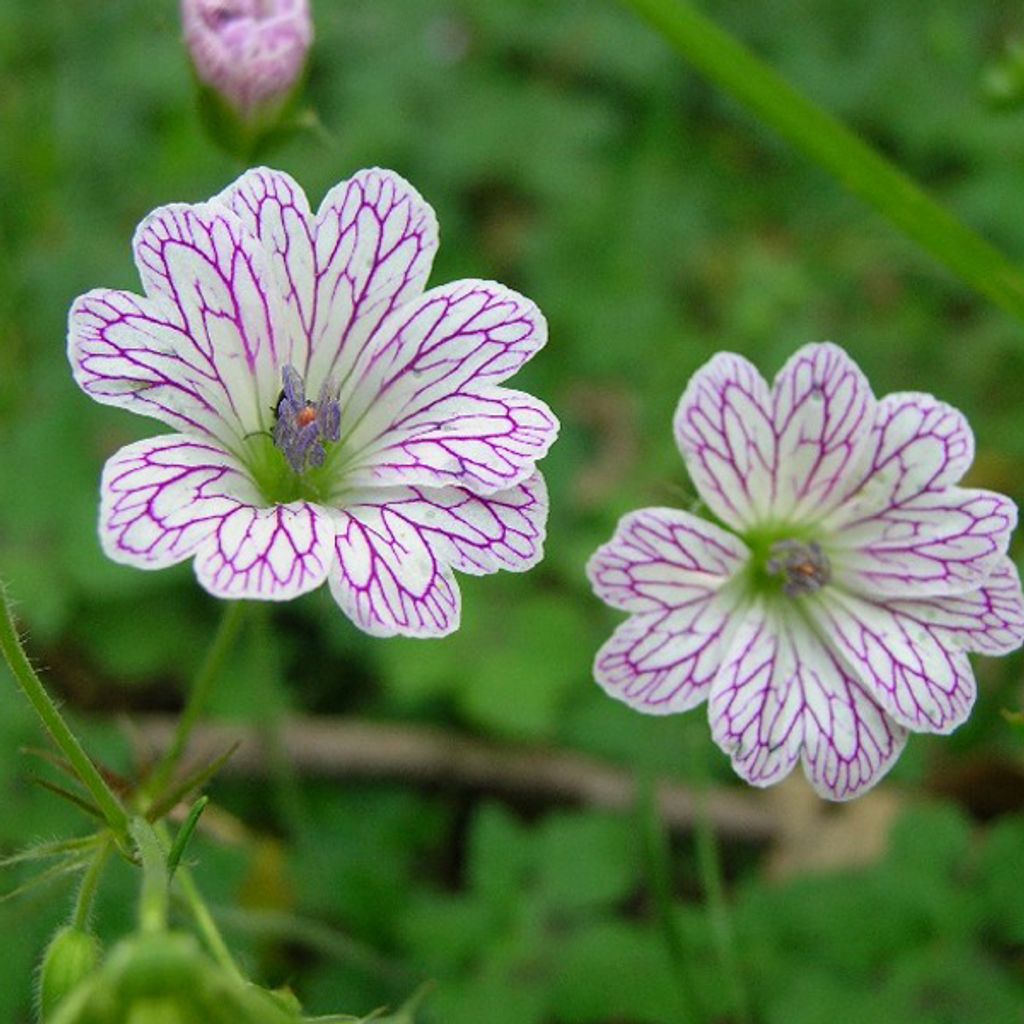 6 plants de géranium "versicolor" | Pot de 9x9 cm Image du produit 