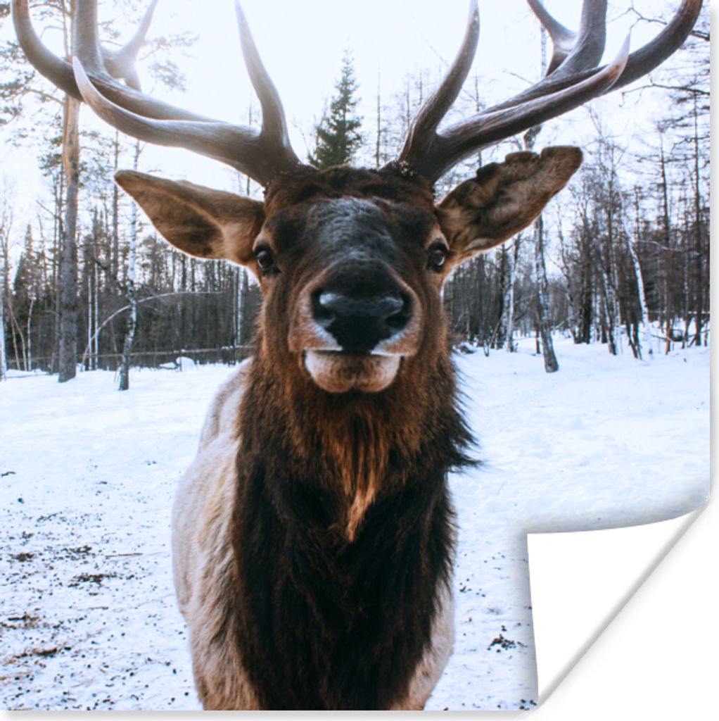MuchoWow Poster Rotwild - Schnee - Geweih 30x30 cm - Wandposter - Printing