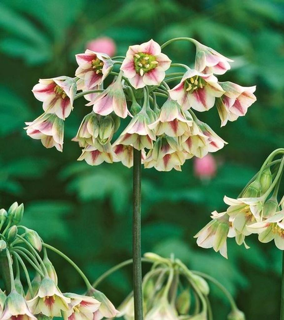 Bulbi da fiore Bulbi Porro ornamentale Allium Siculum 3 pz. Immagine del prodotto 