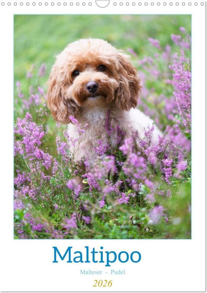 Maltipoo - Malteser - Pudel 2026 (Wandkalender 2026 DIN A3 hoch), CALVENDO Monatskalender