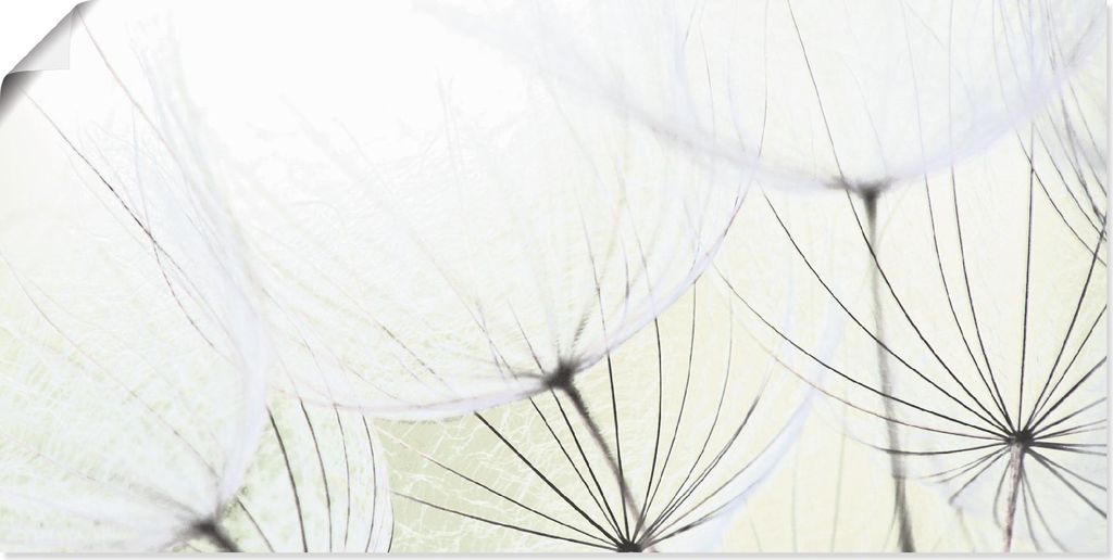 ARTland Poster Pusteblumen-Samen aufgehellt Größe: 100x50 cm