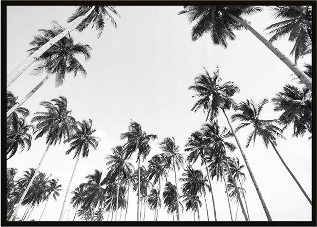 Bild Poster im Rahmen 43x33 cm Palmen P909