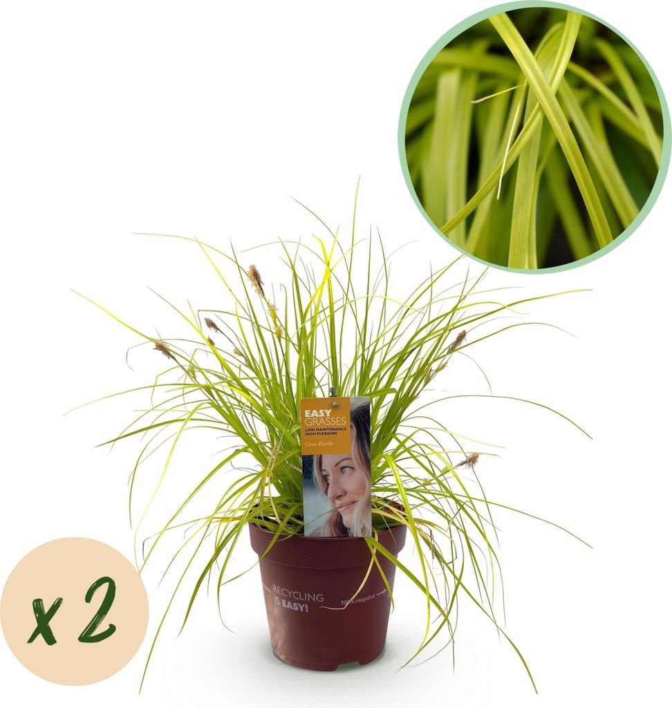 GreenboutiQ - Ziergräser - Carex oshimensis Everillo - Gelb - 2 Pflanzen - Immergrün - Wenig Pflege - Topf 17cm Höhe 50cm