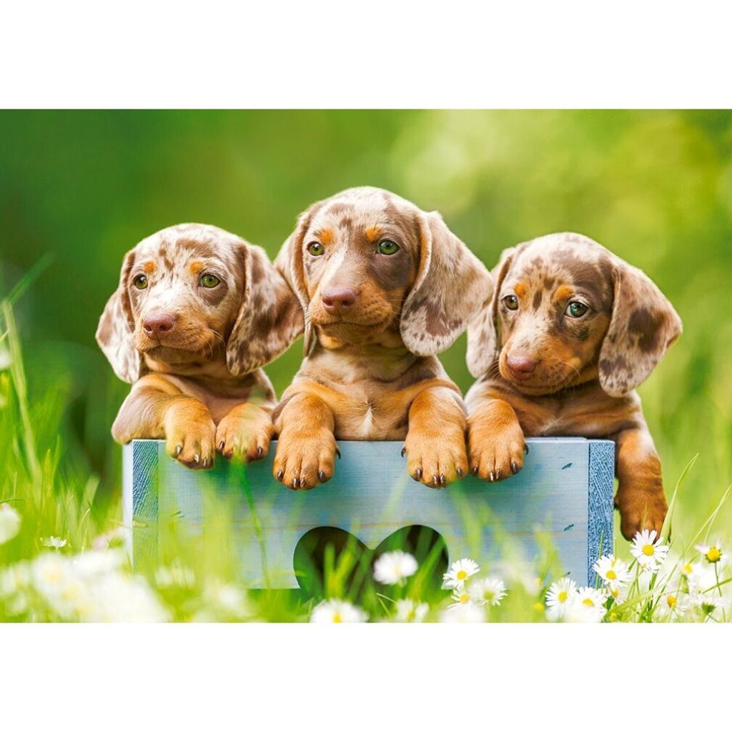 Castorland Puzzle Cute Puppies - 500 Teile Tiere Produktbild 
