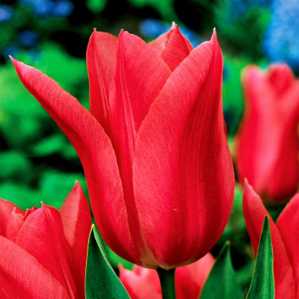 Tulipani Bulbi Bulbi Fiori Tulipano Mariette a fiore di Immagine del prodotto 