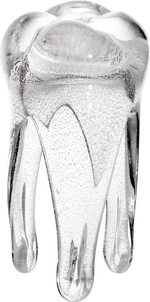 Glaszahn Trophäe 16cm weiß