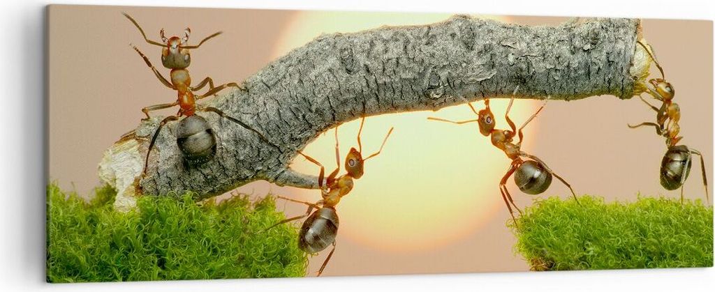 Bild auf Leinwand - Leinwandbild - Tiere Ameisen Brücke Natur - 140x50cm - Wand Bild - Wanddeko - Leinwanddruck - Bilder - Kunstdruck - Wanddekora...