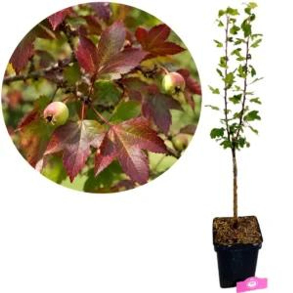 Malus 'Trilobata', manzano silvestre libanés, altura 80 cm, Imagen del producto 