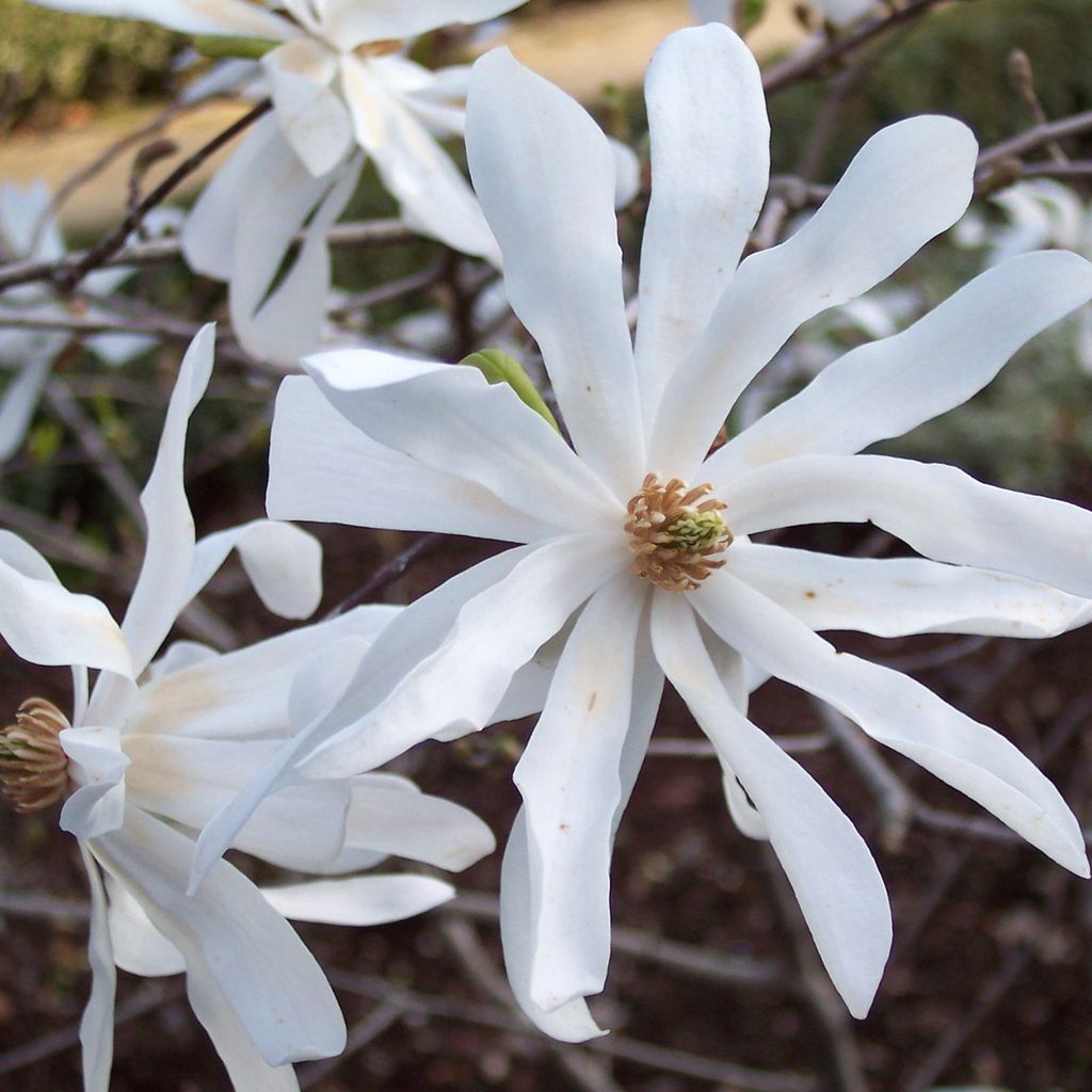 Magnolie - Magnolia stellata | 60-80 cm, in vaso Immagine del prodotto 