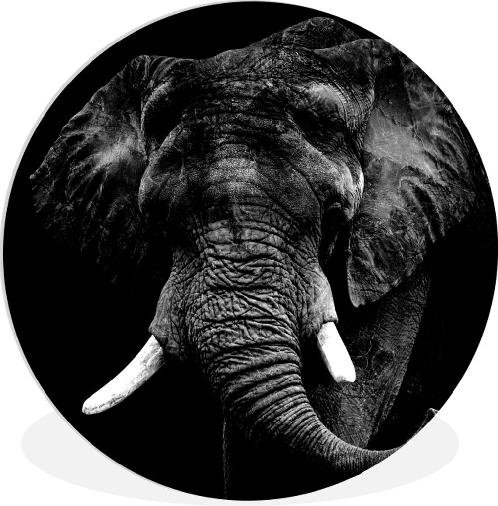 MuchoWow® Rundes Wandbild - Runde Bilder Elefant - Tiere - Produktbild 