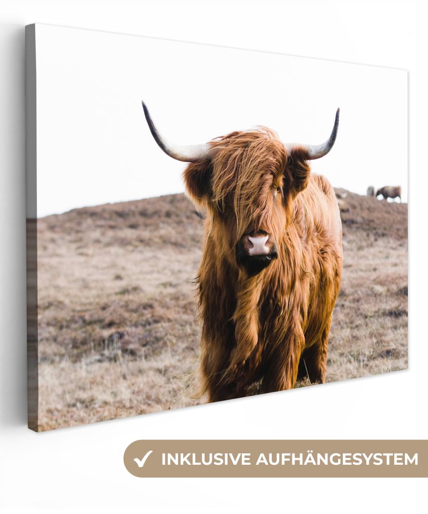 MuchoWow - Leinwandbilder - Schottische Highlander - Landschaft - Kuh - Braun - Tiere - Natur, Wandbild, Wanddeko Bilder Wohnzimmer, 80x60 cm