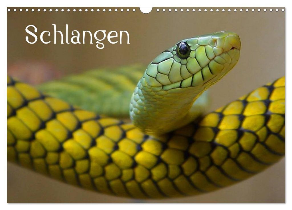 Schlangen (Wandkalender 2027 DIN A3 quer), CALVENDO Monatskalender