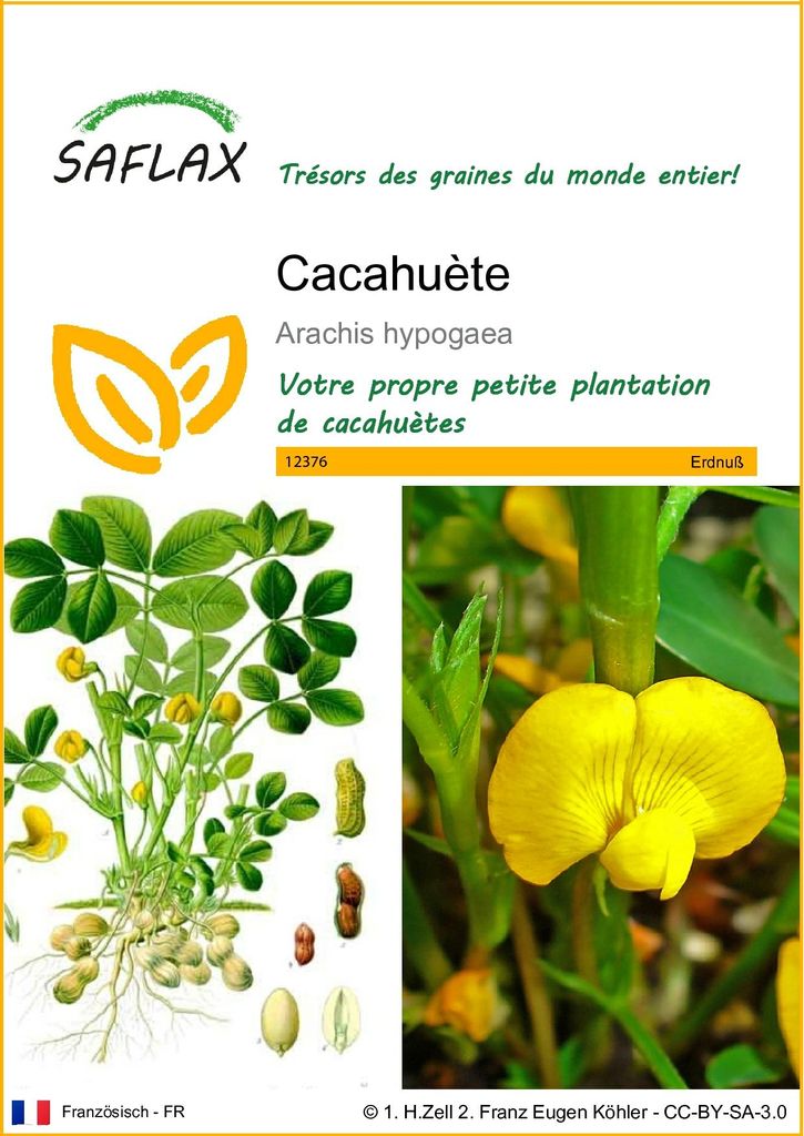SAFLAX  - Cacahuète - 8 graines - Arachis Image du produit 