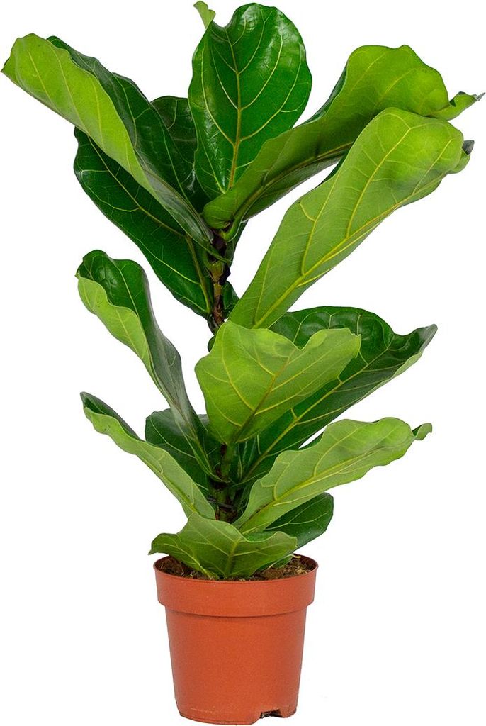Bloomique - Ficus Lyrata - Geigenfeige - Zimmerpflanzen Groß - Pflegeleicht - Luftreinigend - Höhe 60-70 cm - Topf 17 cm