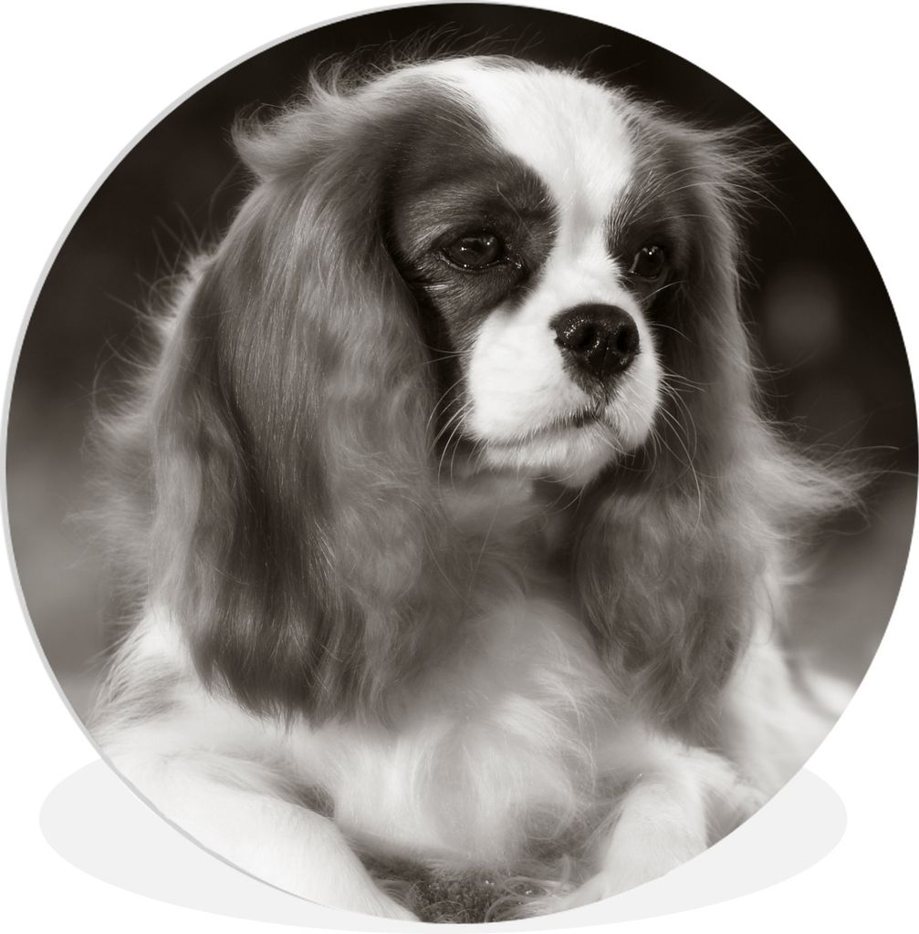 MuchoWow Rundes Wandbild - Runde Bilder Schwarz-Weiß-Foto eines Cavalier King Charles Spaniels Ø 30 cm Kreis Wanddekoration Kunststoff - Wandkr...
