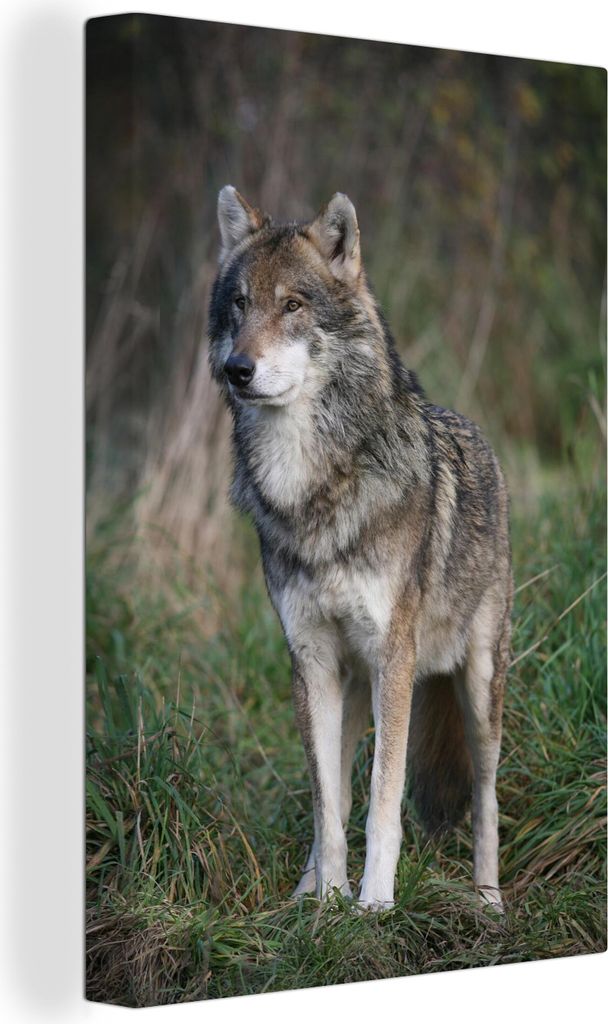 OneMillionCanvasses - Leinwandbilder - 90x140 cm, Bayerische Wölfin im Wald, Wandbilder Kunstdruck Wanddekoration - Foto auf Leinwand - Gemälde...