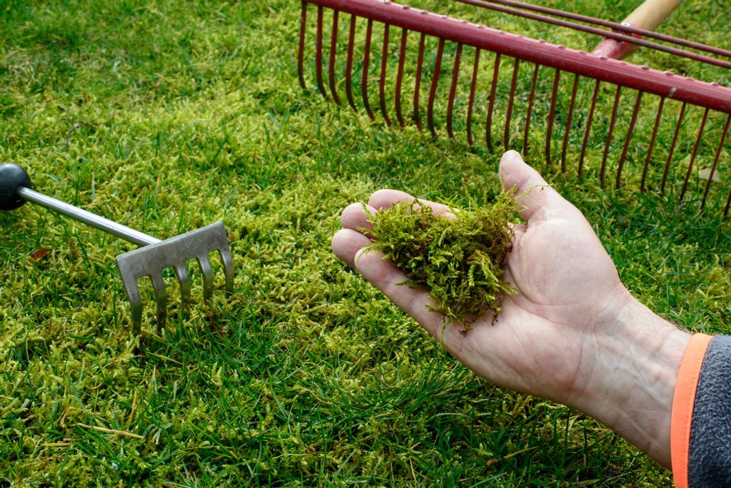 anti moos dünger Green+ Extra Grün + Anti Moos main image 1