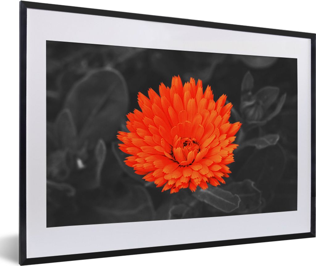 MuchoWow Gerahmtes Poster Blumen - Orange - Schwarz - Weiß 60x40 cm - Poster mit Schwarzem Bilderrahmen Wandposter Rahmen Foto Bilder - Schlafzi...
