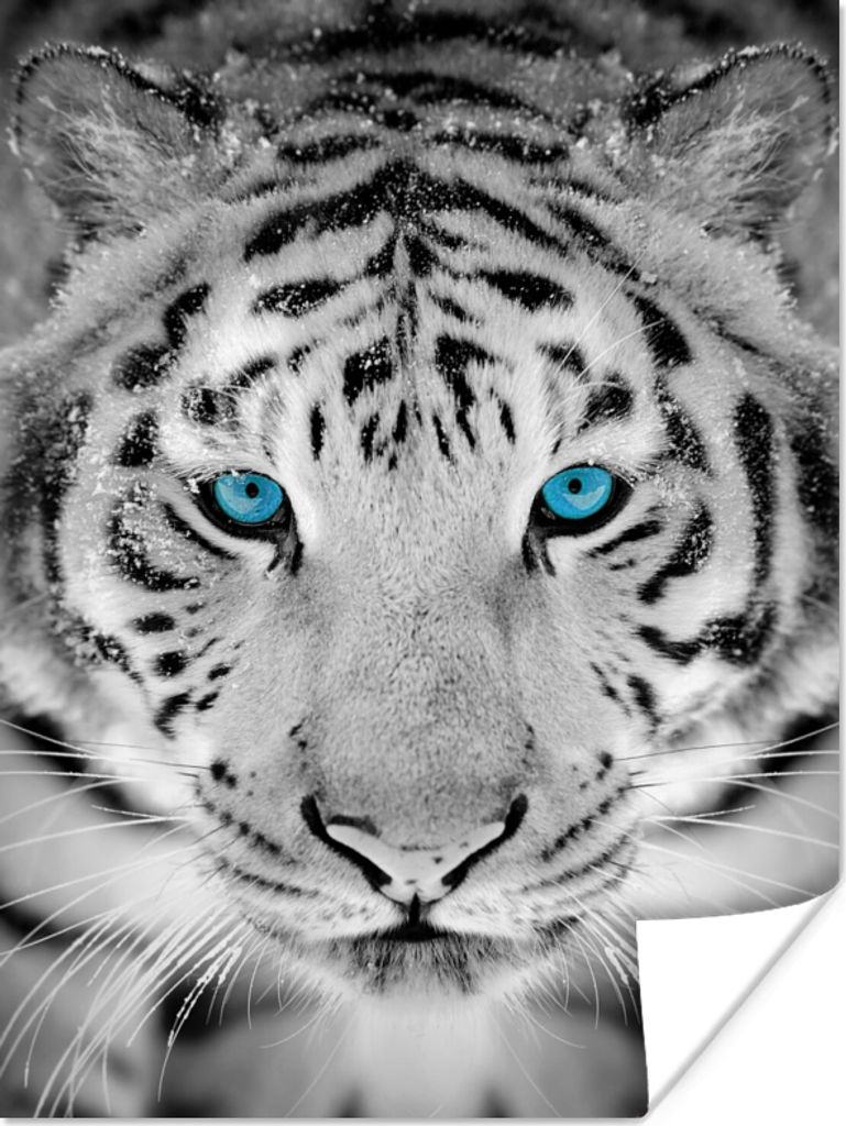 MuchoWow Poster Tiger - Winter - Tiere 90x120 cm - Wohnzimmer
