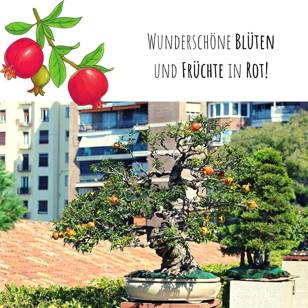 Exotische Bonsai Samen: Zwerg Granatapfel