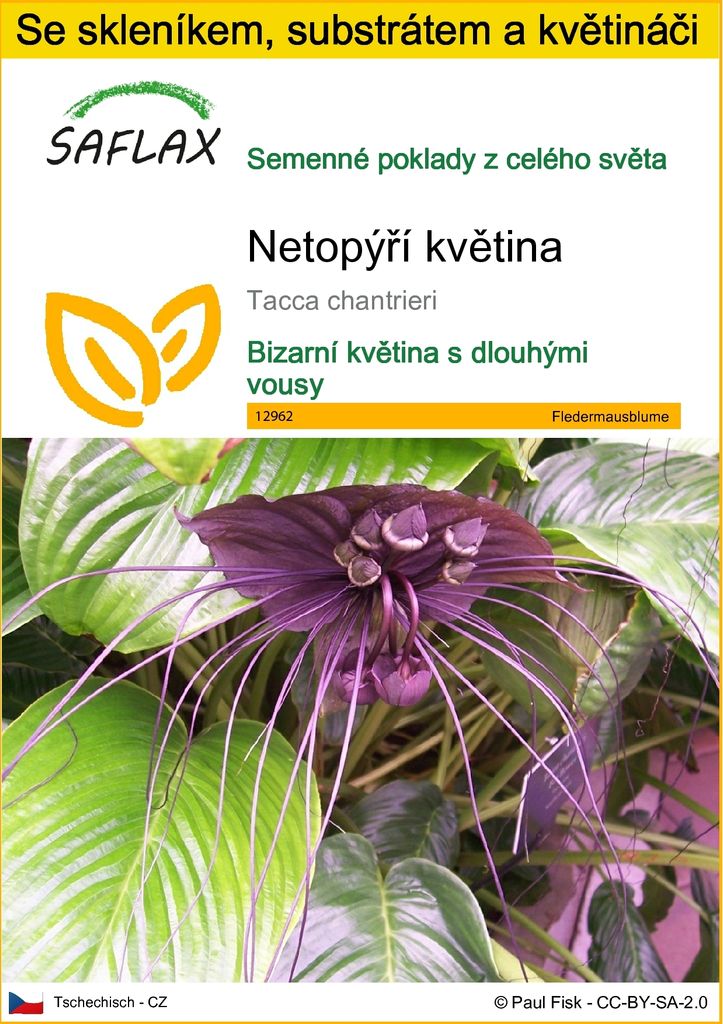 SAFLAX Kultivační sada - netopýří květina - Tacca Obrázek produktu 
