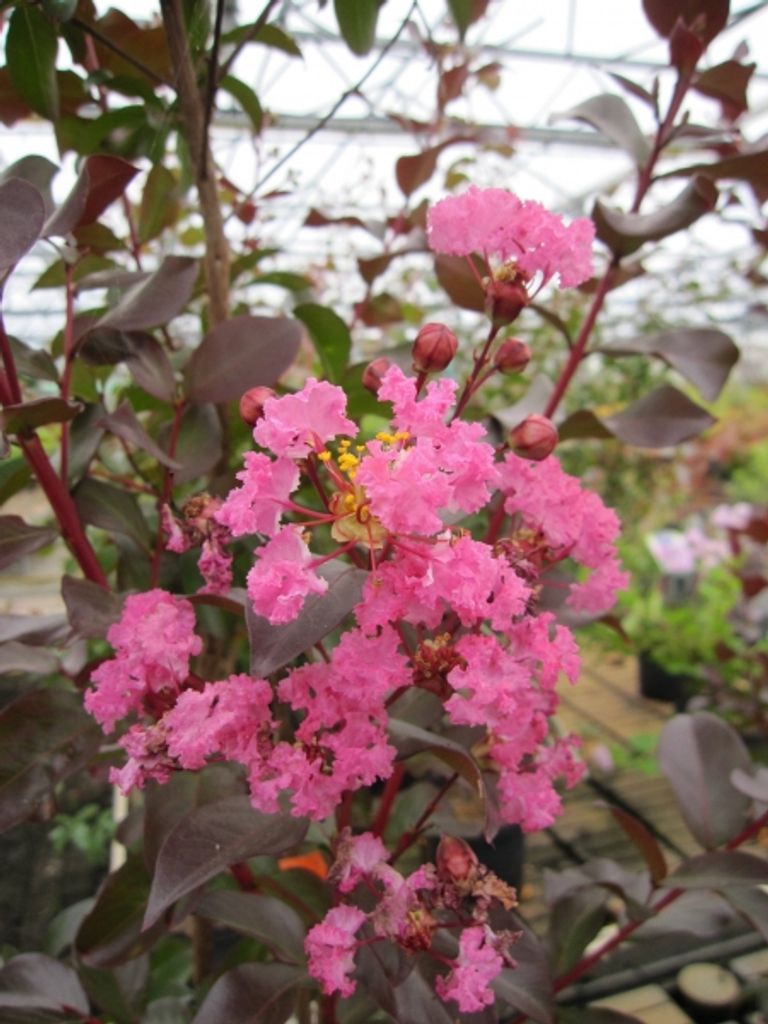 Kräuselmyrte Turenne - Lagerstroemia Indica - Kreppmyrte - 40-60cm