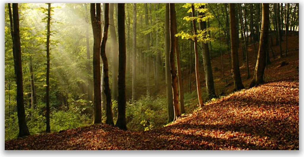 Küchenrückwand aus Glas 120x60cm Spritzschutz Wald Natur