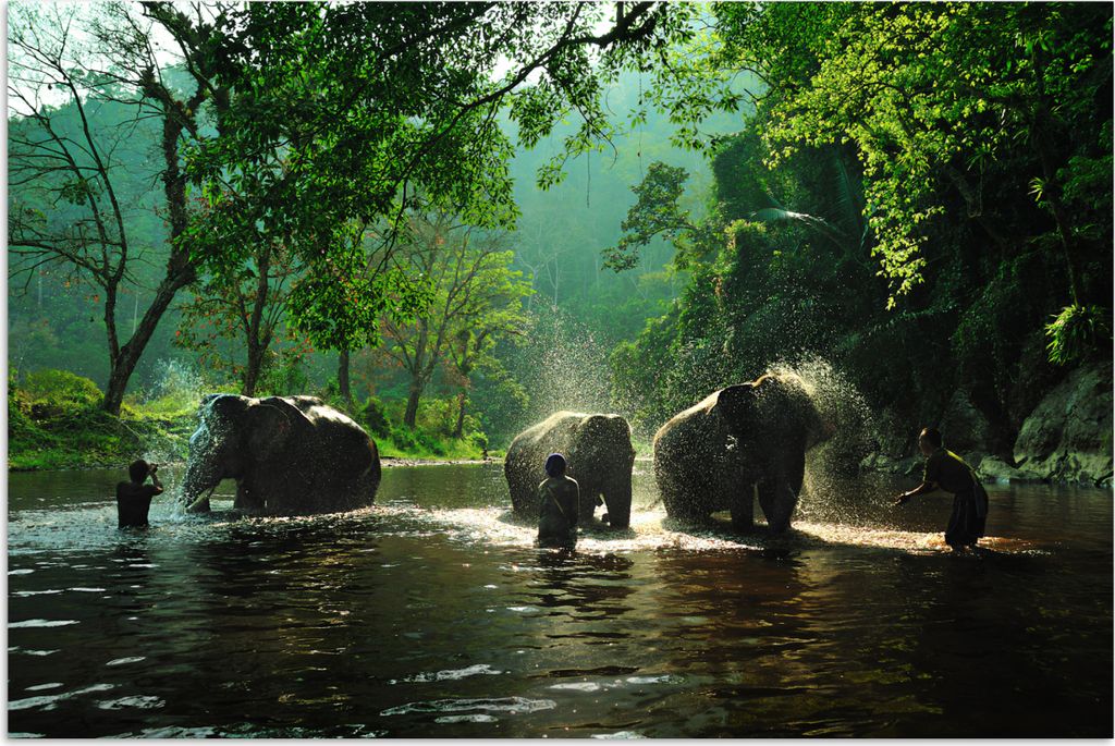 MuchoWow Poster Elefant - Wasser - Bäume - Grün - Tiere 120x80 cm - Bilder