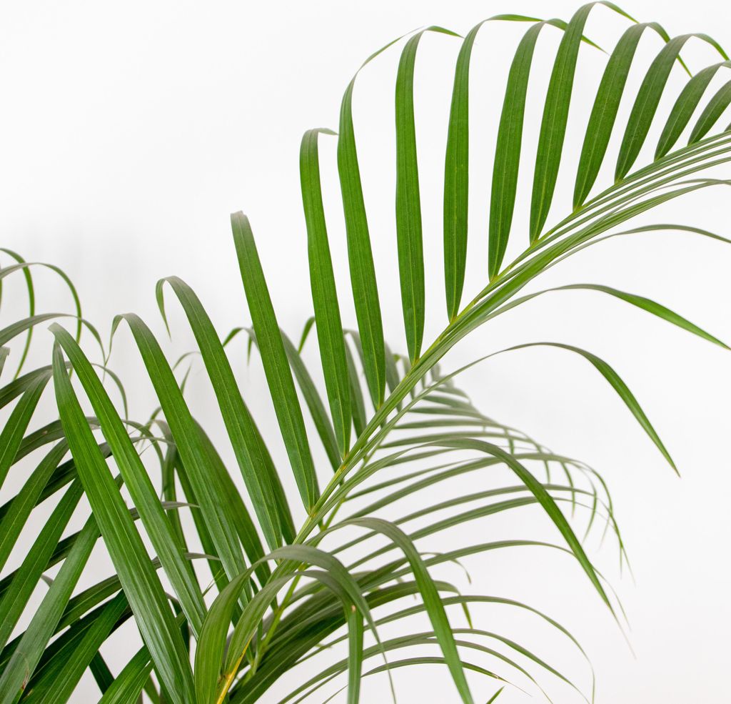 Bloomique Goldfruchtpalme Areca Palme 130-150cm Topf 24cm