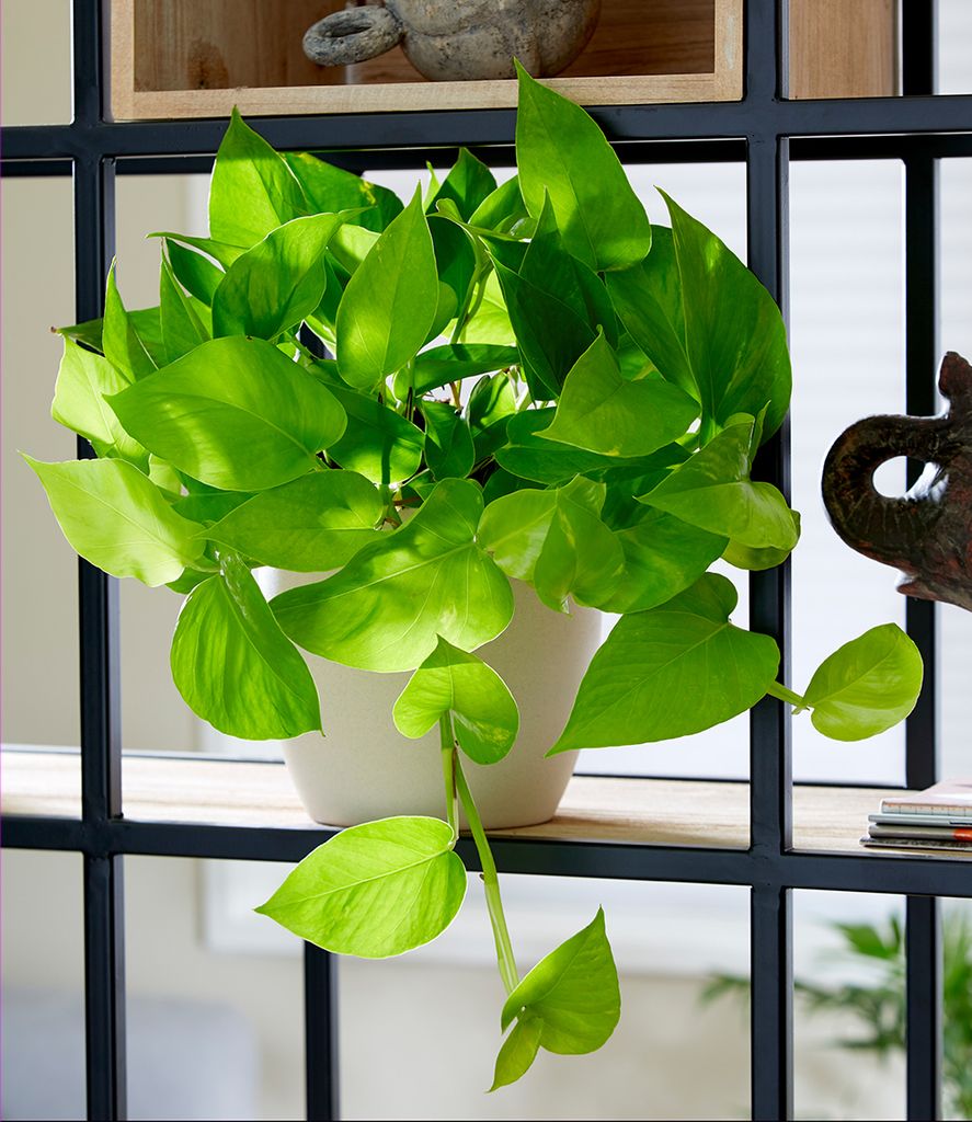 A potted plant with bright green leaves sits on a shelf.