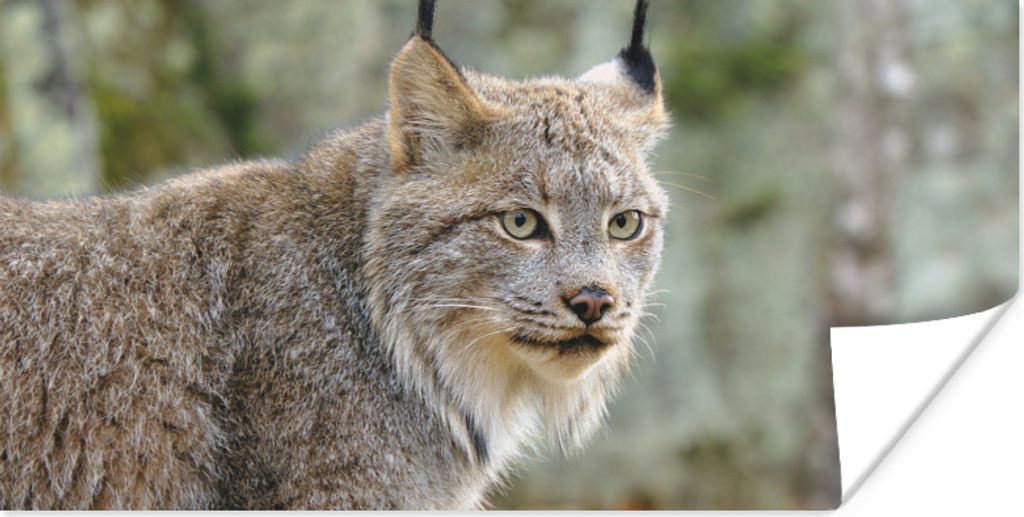 MuchoWow Poster Luchs - Wald - Grau 40x20 cm - Poster für die Wand - Poster Schlafzimmer