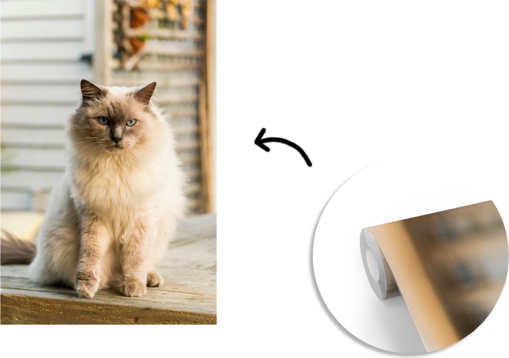 MuchoWow Fototapete für Wohnzimmer oder Schlafzimmer Wandtapete Vinyl Motivtapete Ragdoll-Katze an der frischen Luft - 175x260 cm - Vinyltapete