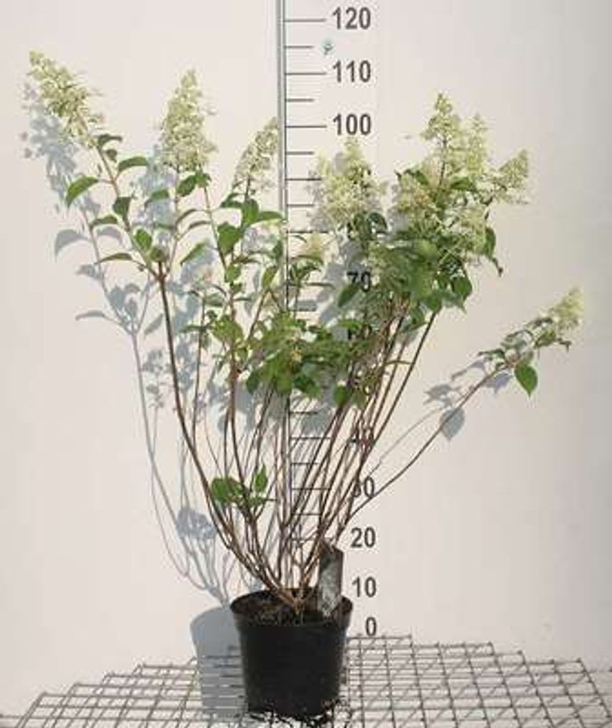 Hydrangea pan. 'Kyushu' - Rispenhortensie 40- 50 cm Produktbild 