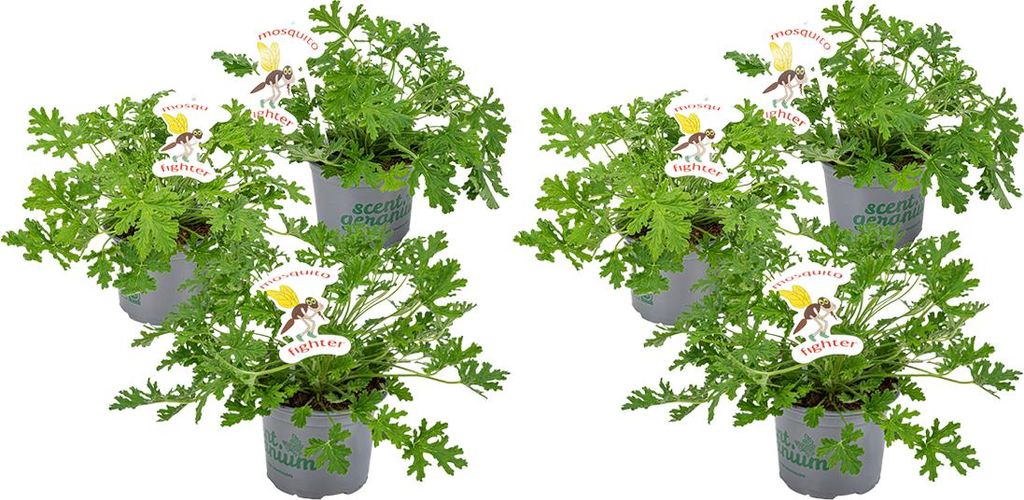 Bloomique - Zestaw 6 szt. - Pelargonium Graveolens - Zdjęcie produktu 