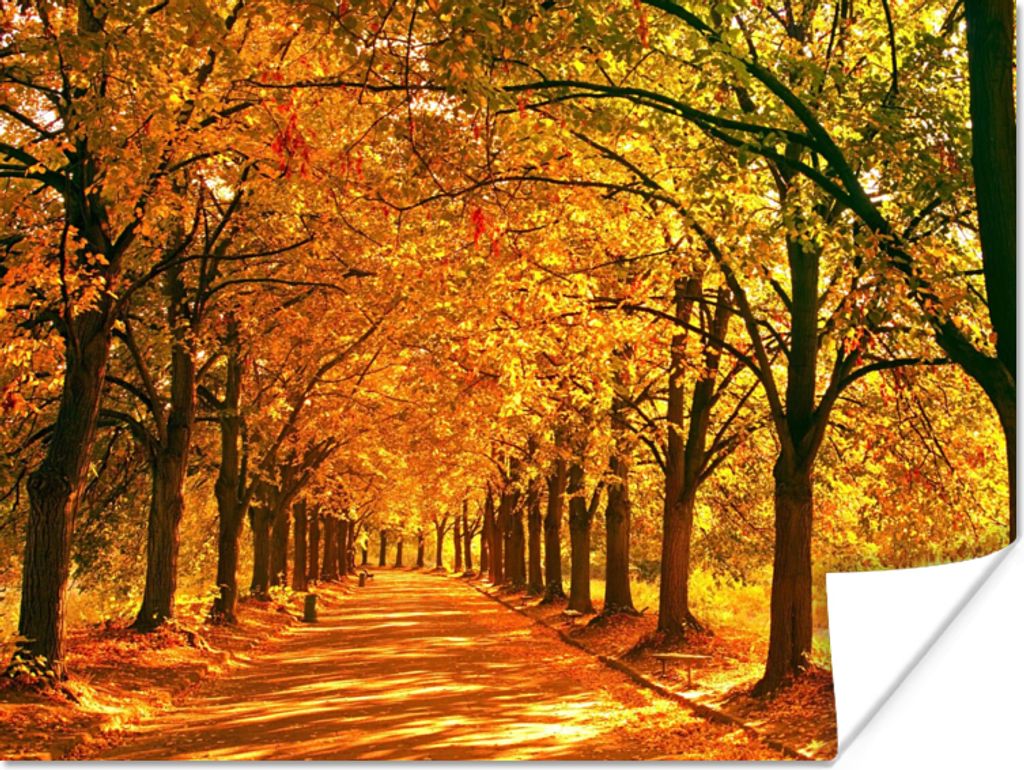 MuchoWow Poster Wald - Herbst - Jahreszeiten - Ländlich 80x60 cm - Kunst für zu Hause