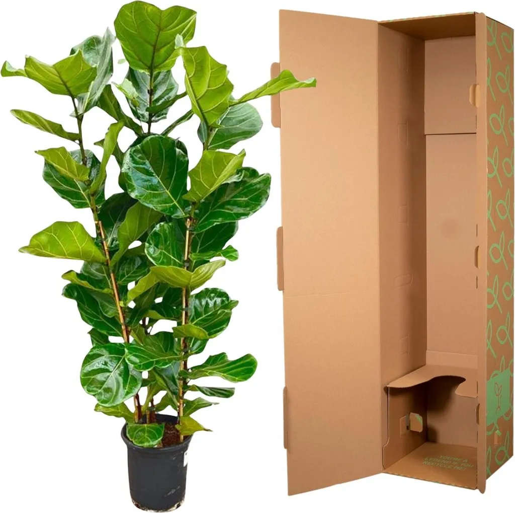 Ficus lyrata Figuier violoniste 155cm - Plante robuste et décorative