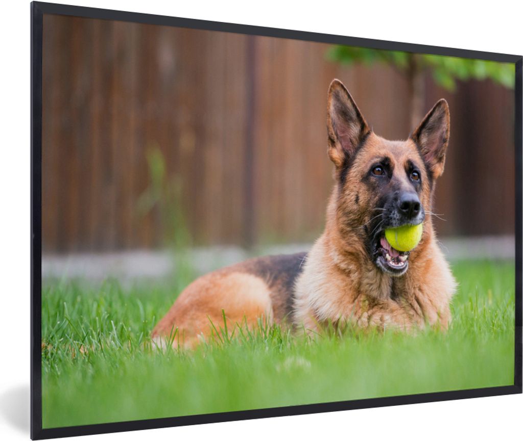 MuchoWow MuchoWow Gerahmtes Poster Deutscher Schäferhund mit einem Tennisball im Maul 60x40 cm - Poster mit zchwarzem Bilderrahmen - Printing ...