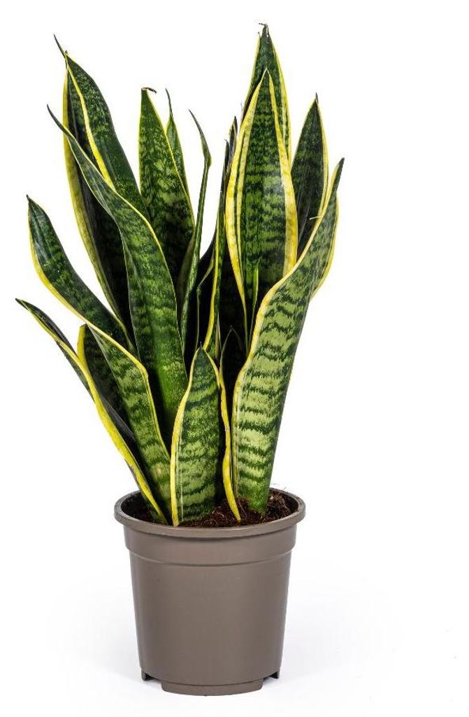 Sansevieria Trifasciata Futura Superba - 45-55cm - Ø17cm - Zimmerpflanze - Immergrün