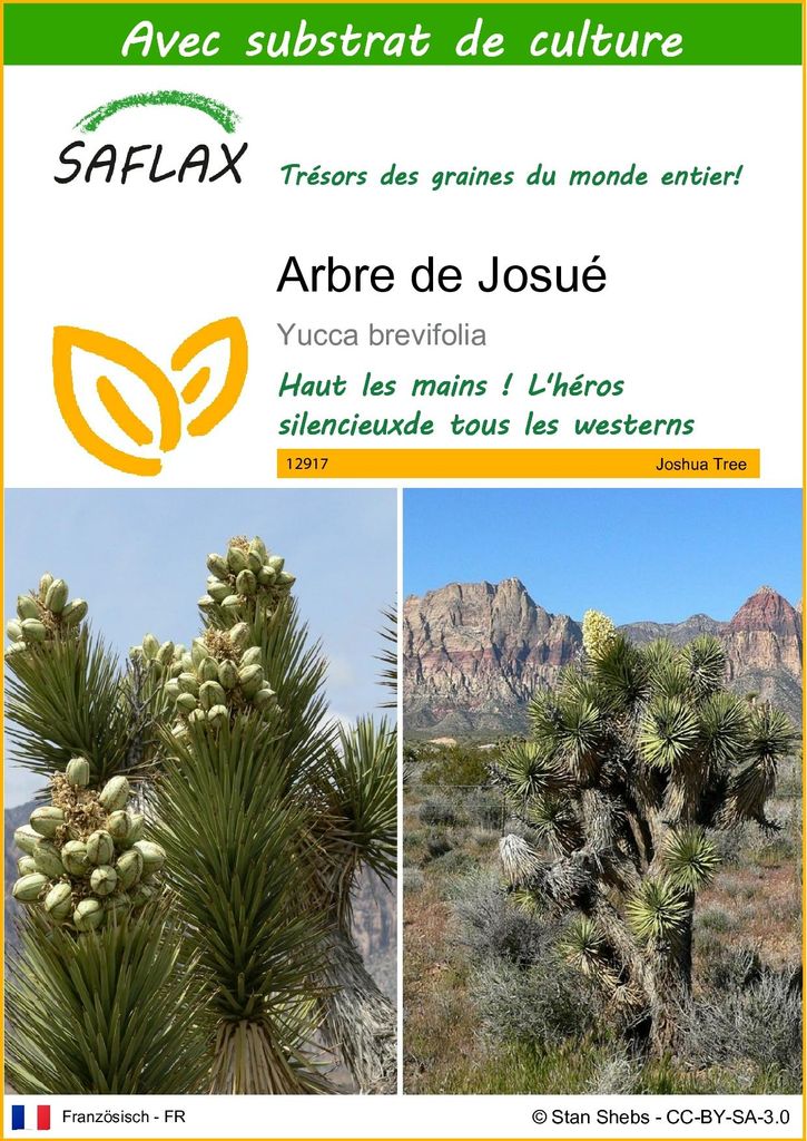 SAFLAX  - Arbre de Josué - 10 graines - Avec substrat - Image du produit 