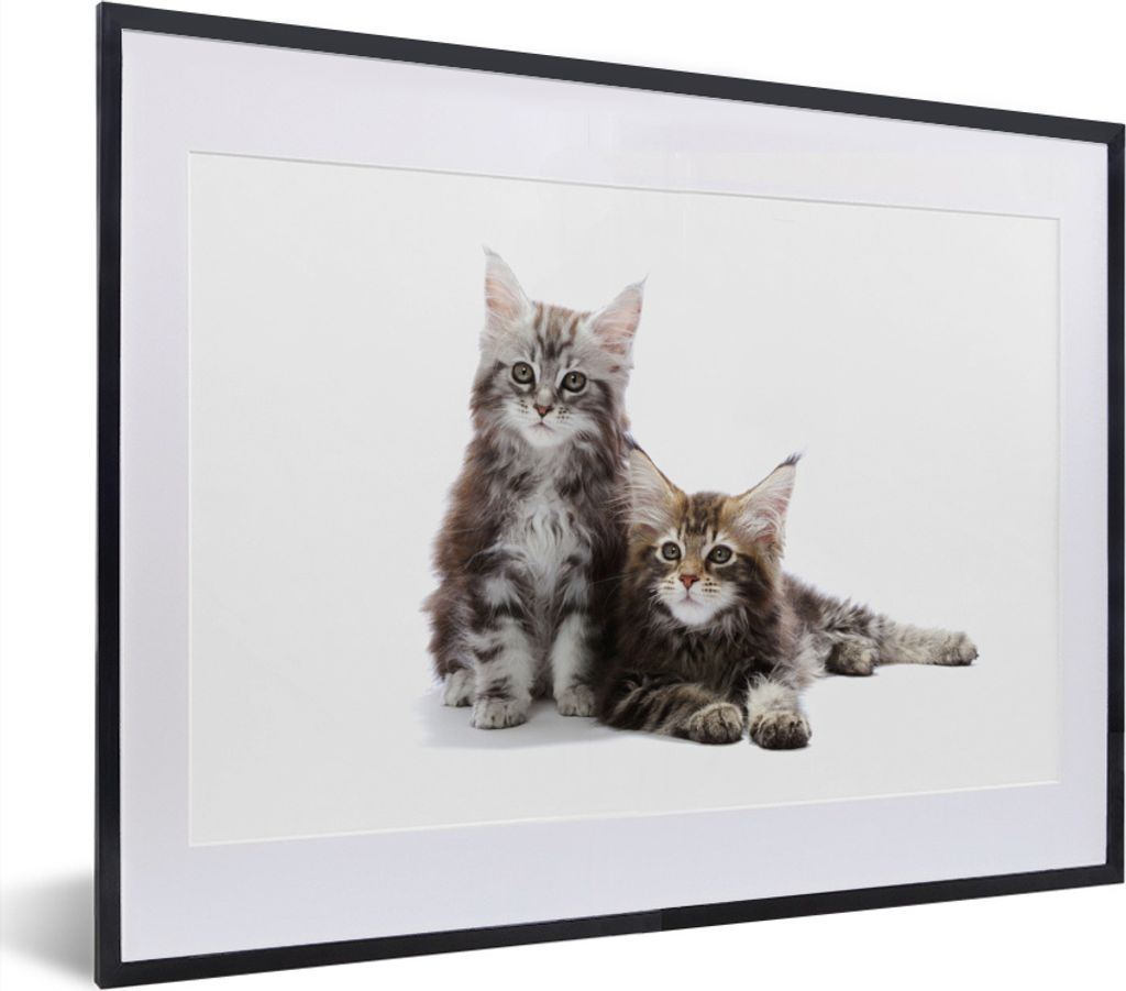 MuchoWow® MuchoWow® Gerahmtes Poster Zwei bezaubernde Maine Produktbild 
