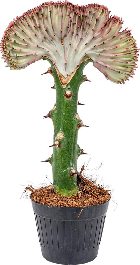 Bloomique - Euphorbia Lactea Cristata - Roślina kaktusowa - Zdjęcie produktu 