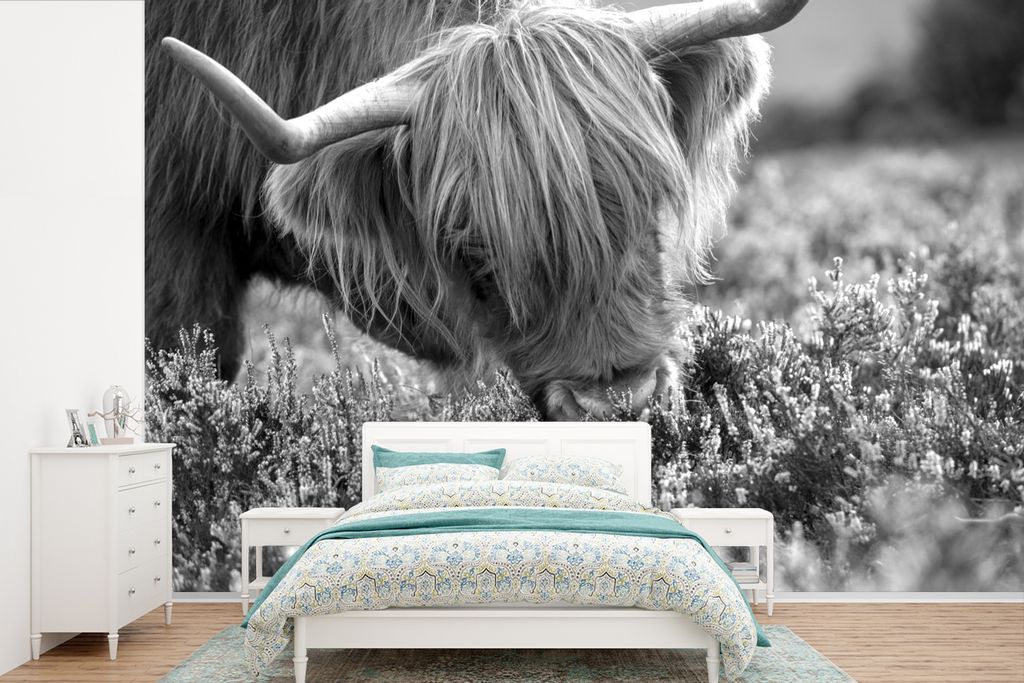 MuchoWow Fototapete für Wohnzimmer oder Schlafzimmer Wandtapete Vinyl Motivtapete Nahaufnahme Schottischer Highlander riecht Heidekraut - schwar...