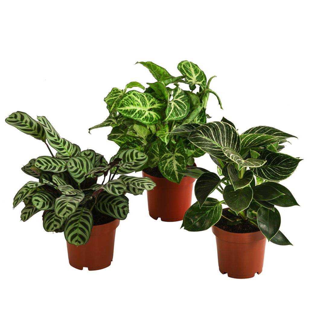 Dehner Pflanzenset 'Ever Green', 3er Set, Blattschmuckpflanzen-Variation, je 20-30 cm, Ø Topf je 12 cm, Zimmerpflanzen