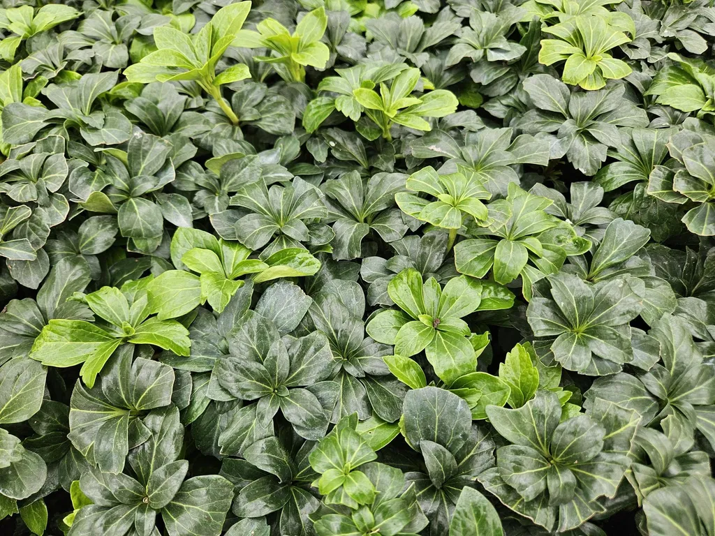 Couvre-sol persistant Pachysandra terminalis Green Sheen lot de 12 pots