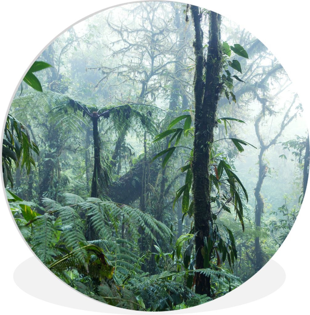 MuchoWow Rundes Wandbild - Runde Bilder Ein nebliger Regenwald in Costa Rica Ø 30 cm Kreis Wanddekoration Kunststoff - Wandkreis - Wandschmuck -...